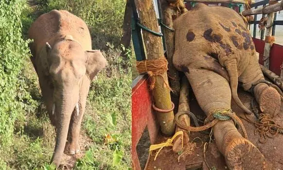 Karnataka Mourns the Loss of Elephant Thanneer