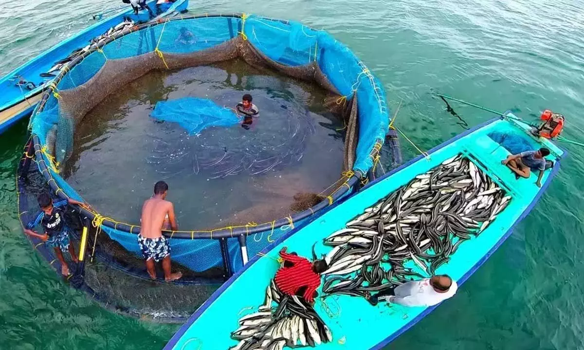 Interim budget proposes boost to  mariculture