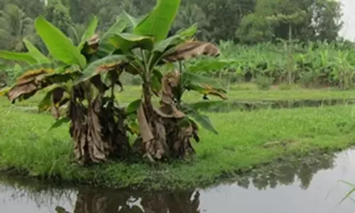 Integrated farming in UP district with banana and fish