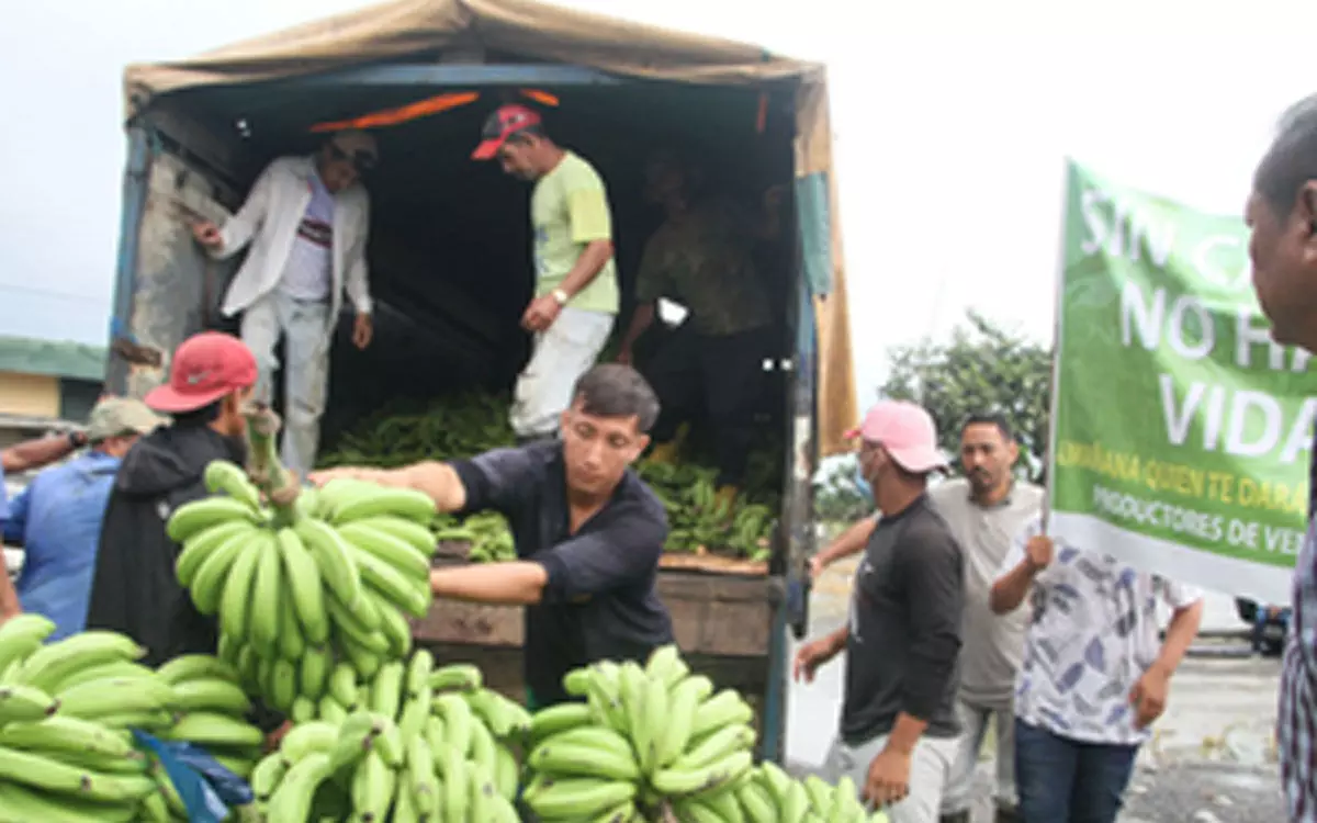India exports bananas to Russia after Moscow stops purchase from Ecuador