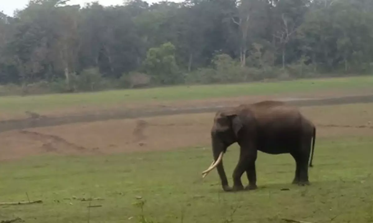 Female elephant adopts calf - they have a Navratri connection