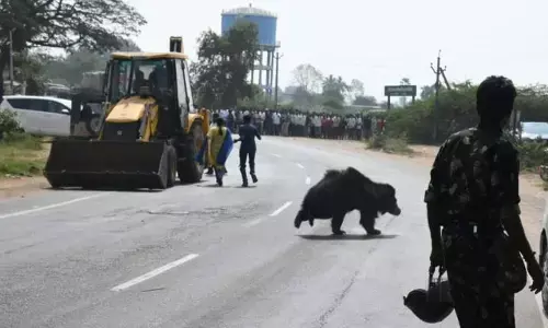 Karimnagar: Panic grips as wild bear strays into human habitation