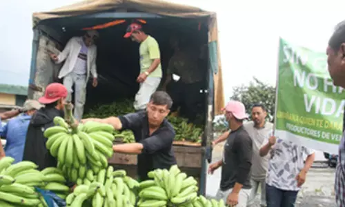 India exports bananas to Russia after Moscow stops purchase from Ecuador