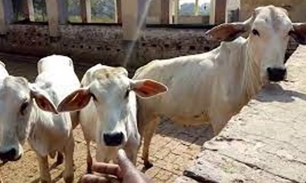 Varanasi to have country’s first conservation centre for Gangatiri cows