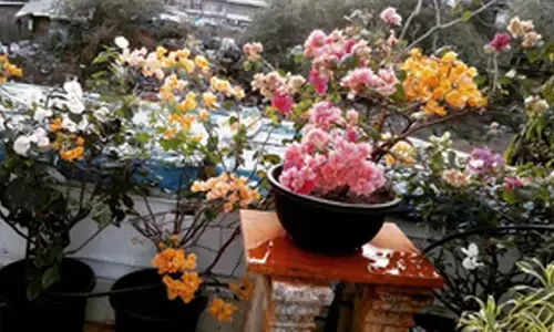 Mumbai flyovers to bloom with a riot of multi-coloured ‘bougainvilleas’