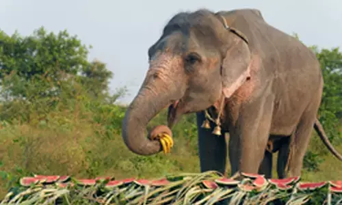 Two mahouts suspended for thrashing elephants at Keralas Guruvayoor temple
