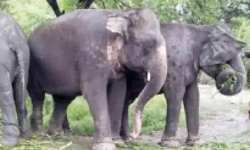 Rising human-wildlife conflicts in Kodagu