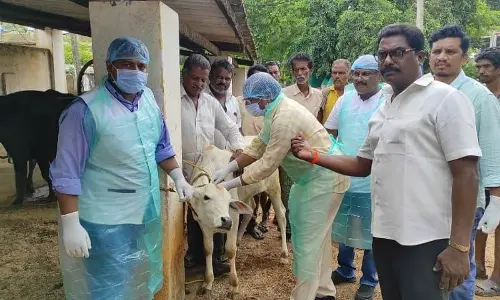 Eluru dist ranks second in milk production in Andhra Pradesh