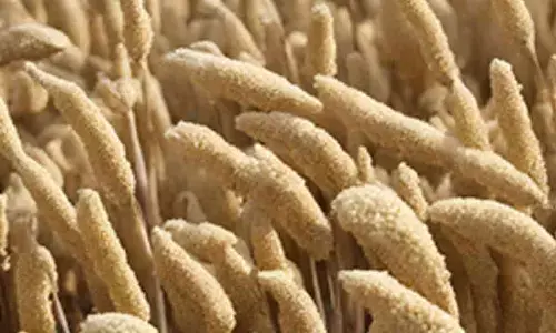 Punjab farmer turns exporter of ready-to-cook millets to Australia under Centres start-up scheme