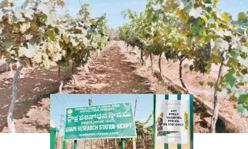 Phew! Soaring prices turn sour for grape fair visitors