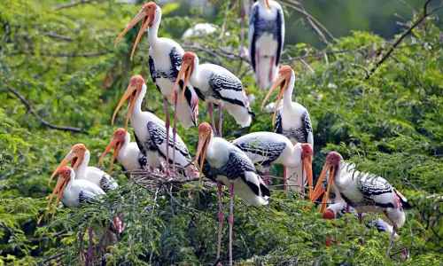 UN initiative to protect migratory species