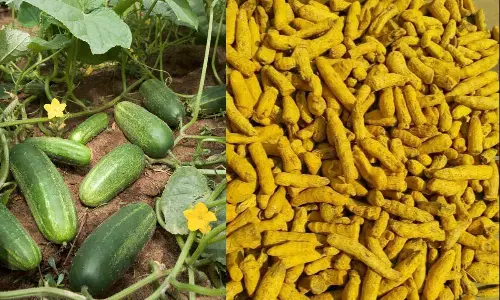 Four farm products from TS set to get GI tag soon