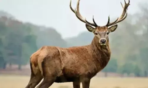 Massive tree plantation to protect Kashmir’s rare ‘Hangul’ species