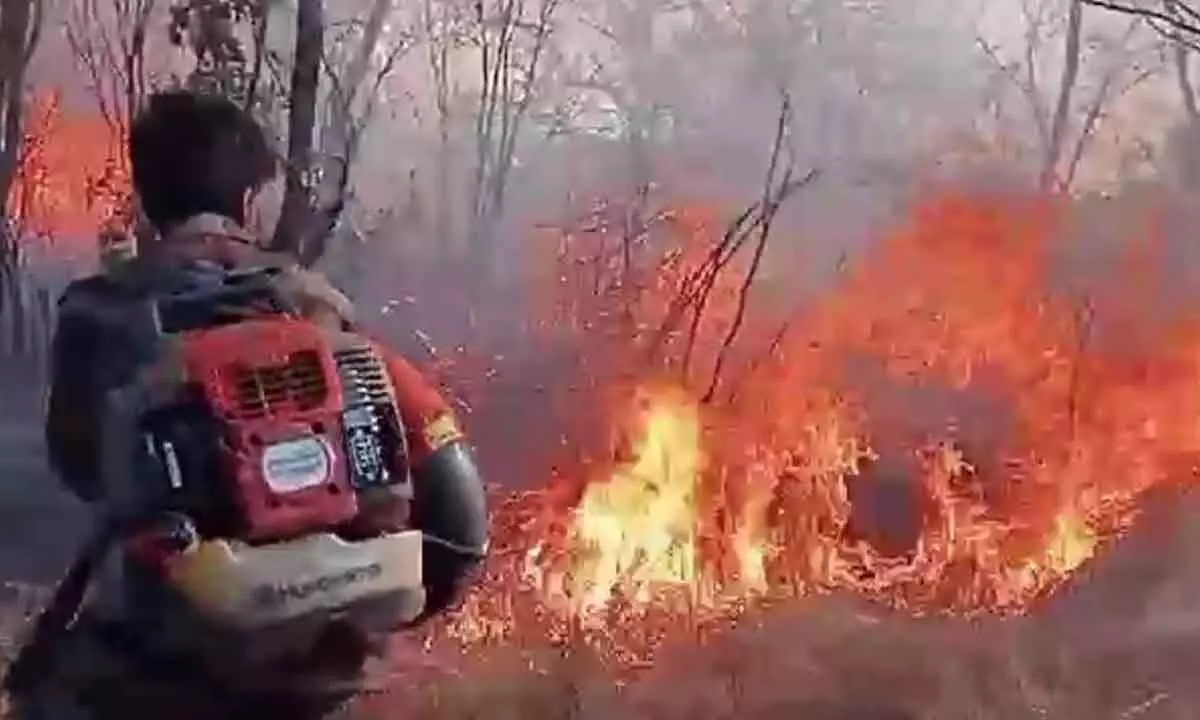 Wildfire devastates Nallamalla forest