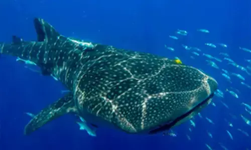 National Plan of Action for Conservation of Sharks to be adopted soon