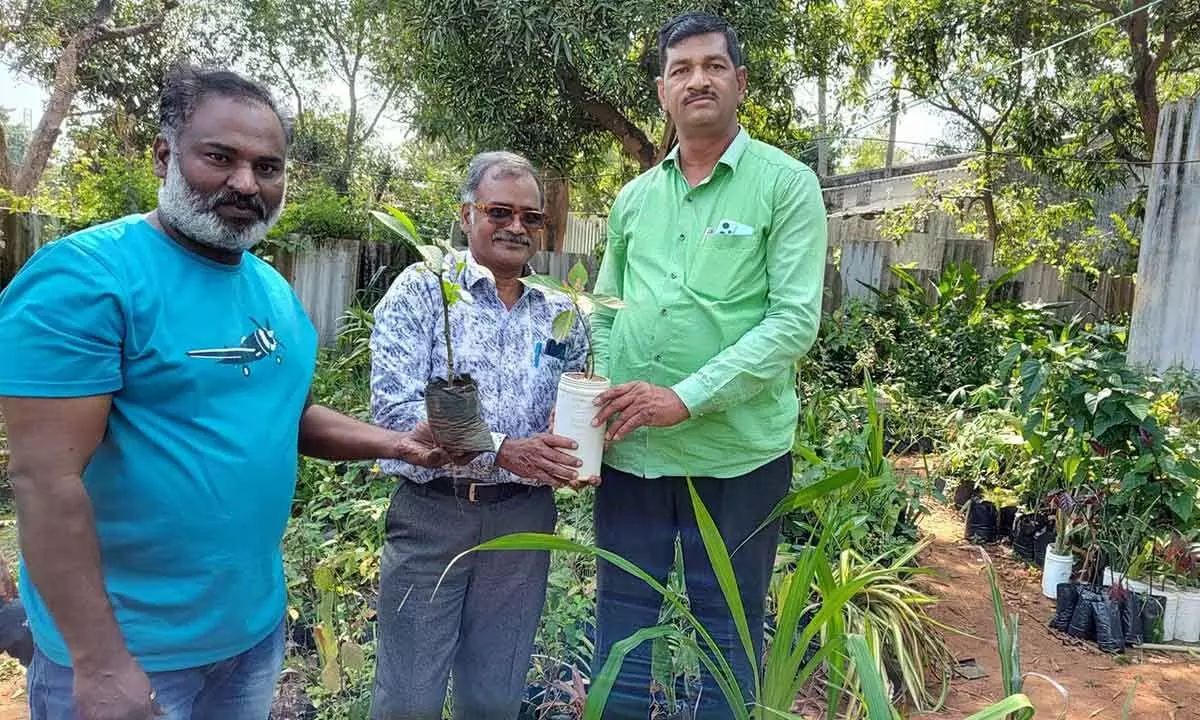 SCCL employee distributes saplings for free