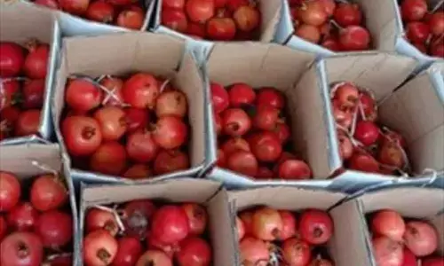 In a first, APEDA plans trial run of mango, pomegranate exports by sea to USA & Europe