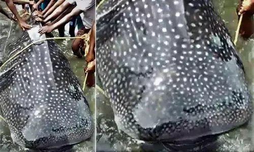 CMFRI proposes shark hotspots to protect endangered species