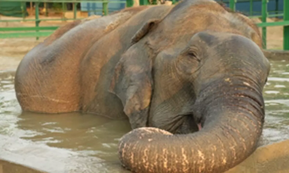Freed from circus, elephant Suzy celebrates nine years of freedom
