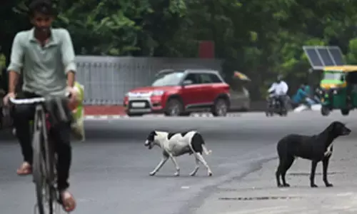 Car runs over dog in Goa, one booked