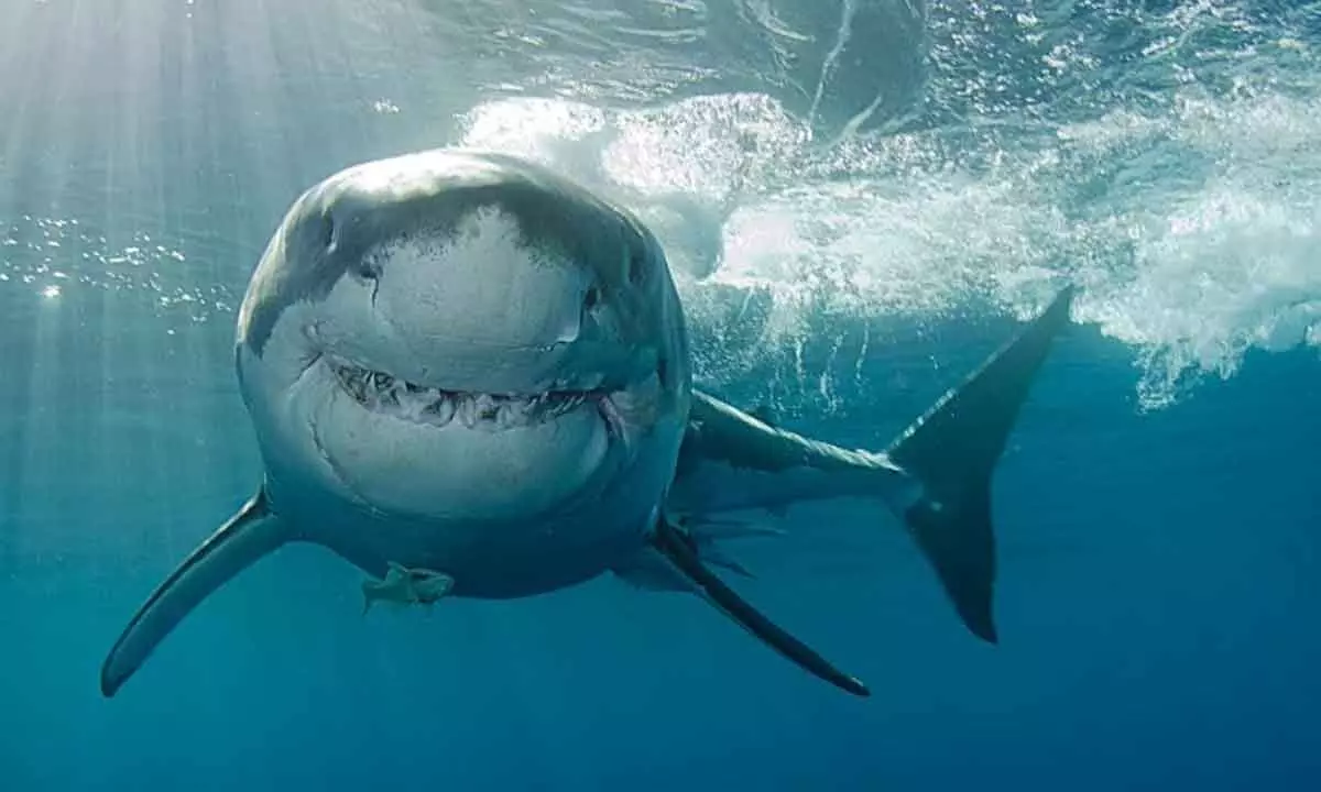 India plans to earmark ‘shark hotspots’