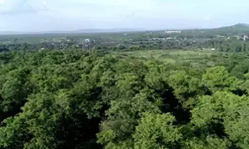 Coal PSUs enhance green cover with 235 lakh trees across 10,784 hectares