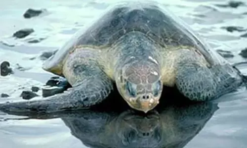 Olive Ridley turtles lay over 9K eggs in South Goa