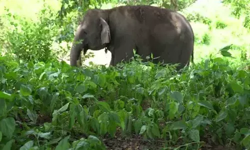 Radio collaring of jumbos begins