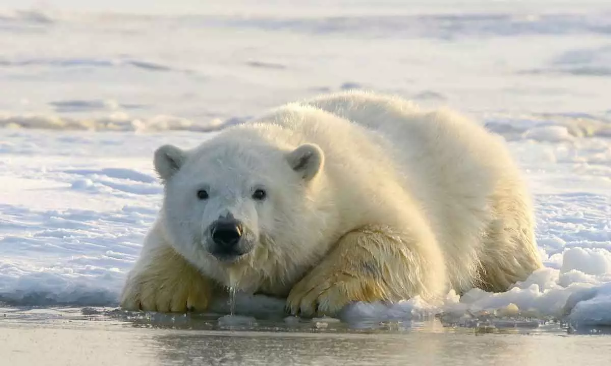 International Polar Bear Day 2024: Date, history, significance and all you need to know about this day