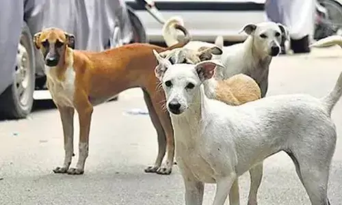 World Spay Day 2024: Advantages of Spaying or Neutering Your Pet