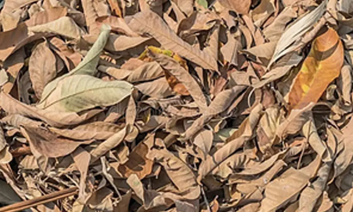 Delhi: Asiad Village Society establishes composting yard to combat leaf waste