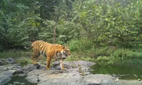 Cabinet approves Rs 150 crore to set up global big cat alliance