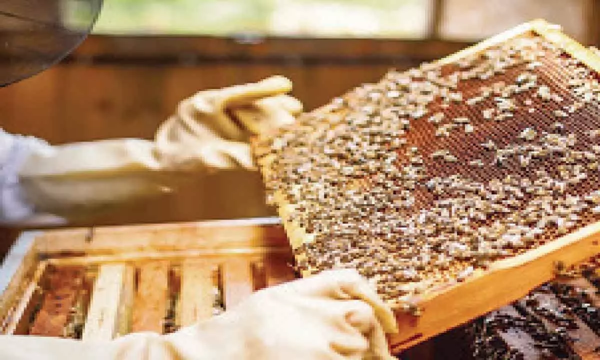 To boost farmers’ income CSIR-NBRI to combine floriculture, apiculture
