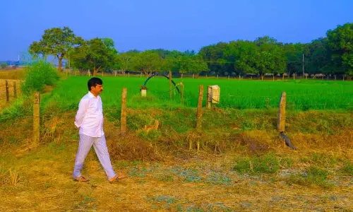Revenue Minister Ponguleti Srinivas Reddy observing crops at his farmhouse in Narayanapuram village under Kalluru in Khammam district