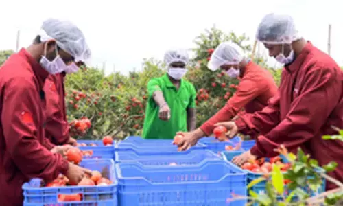 In a first, India exports pomegranates by sea to USA