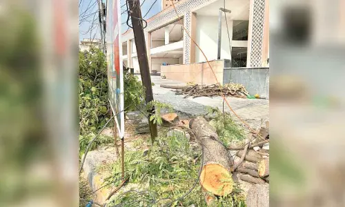 Greens gear up to roll out drive for upkeep of trees across city