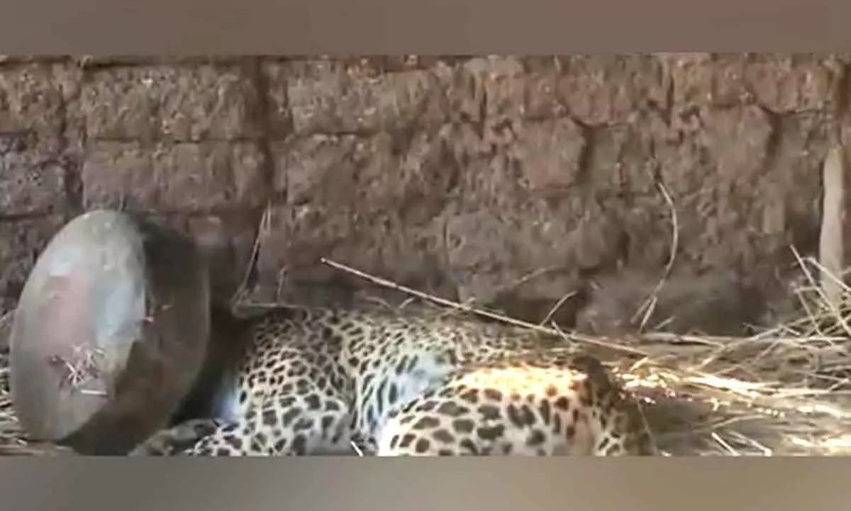 Maharashtra: Leopard spends 5 hours with head stuck in metal pot, rescued later