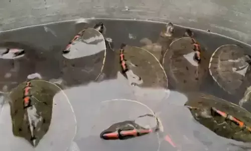 DRI rescues 351 Indian tent turtles