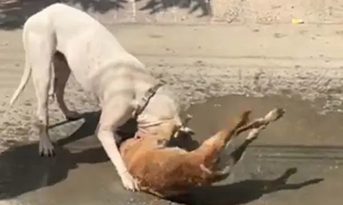 Delhi HC issues notice on compensation plea for toddler mauled by stray dogs