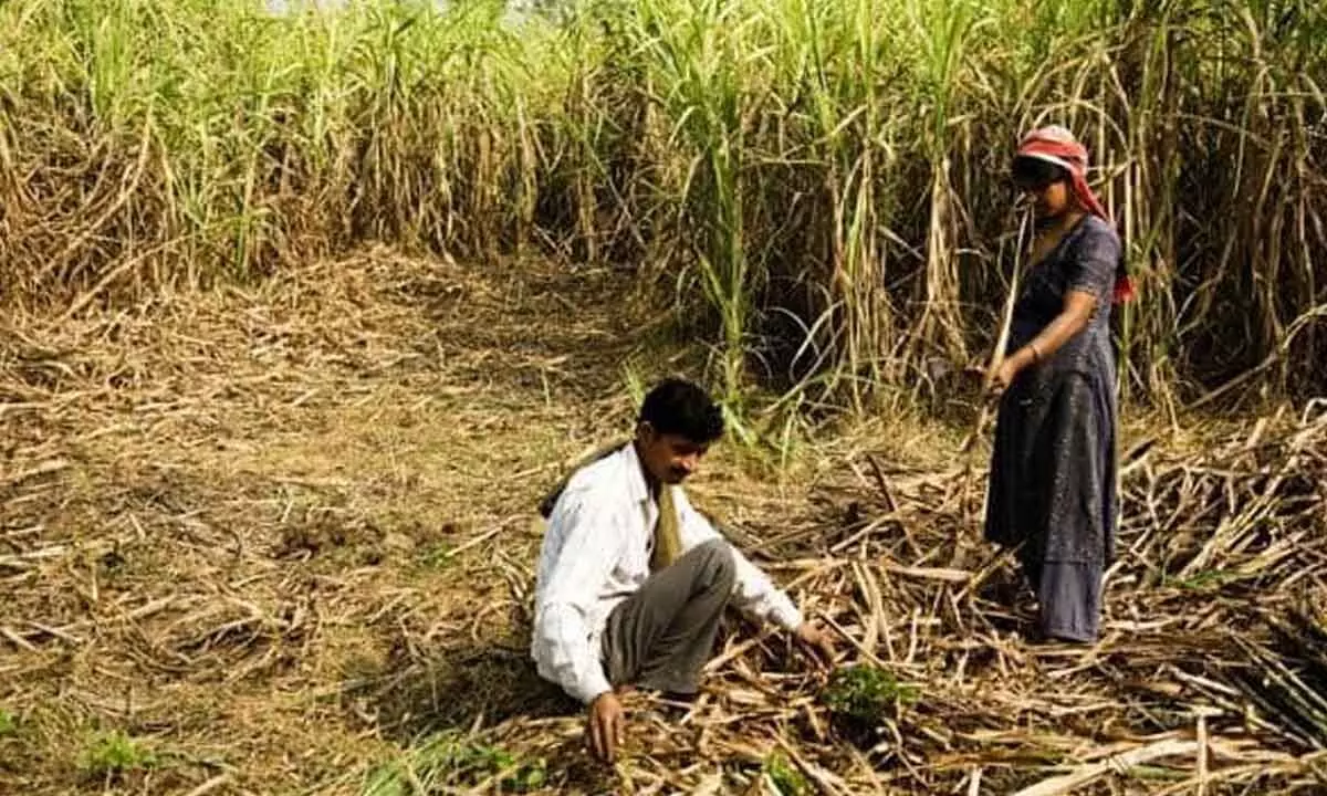 Sugarcane farmers in Mandya dist face losses as drought grips region