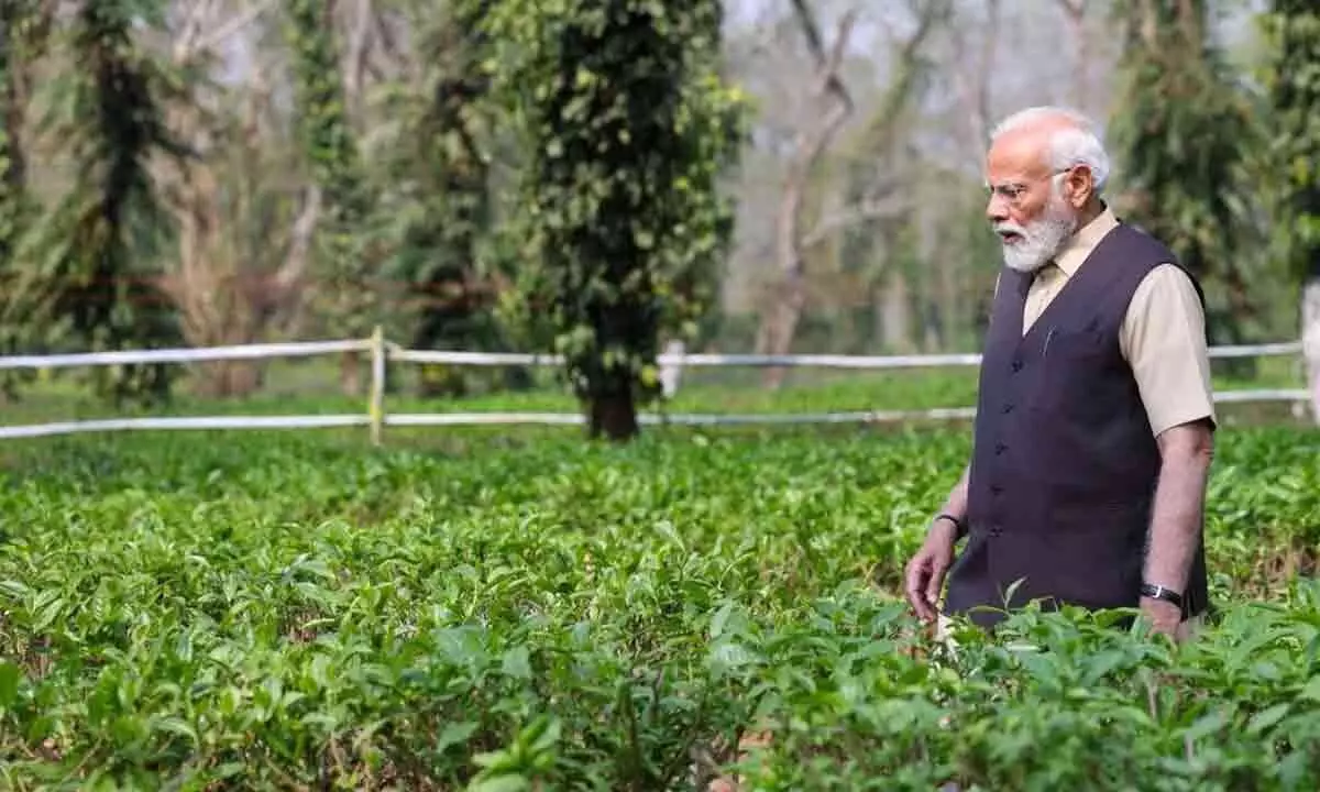 PM Modi Celebrates Global Success Of Assam Tea During Kaziranga Visit