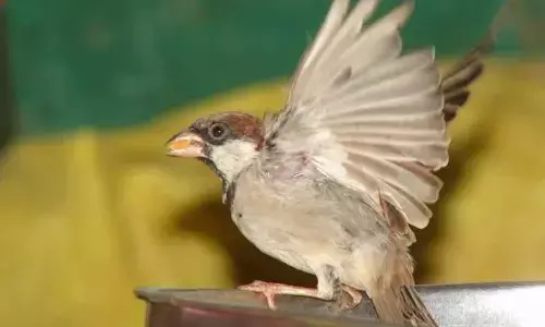 Call for a coordinated effort  to provide relief to birds