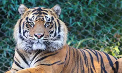 Pilibhit Tiger Reserve to replace solar fencing with chain link fence