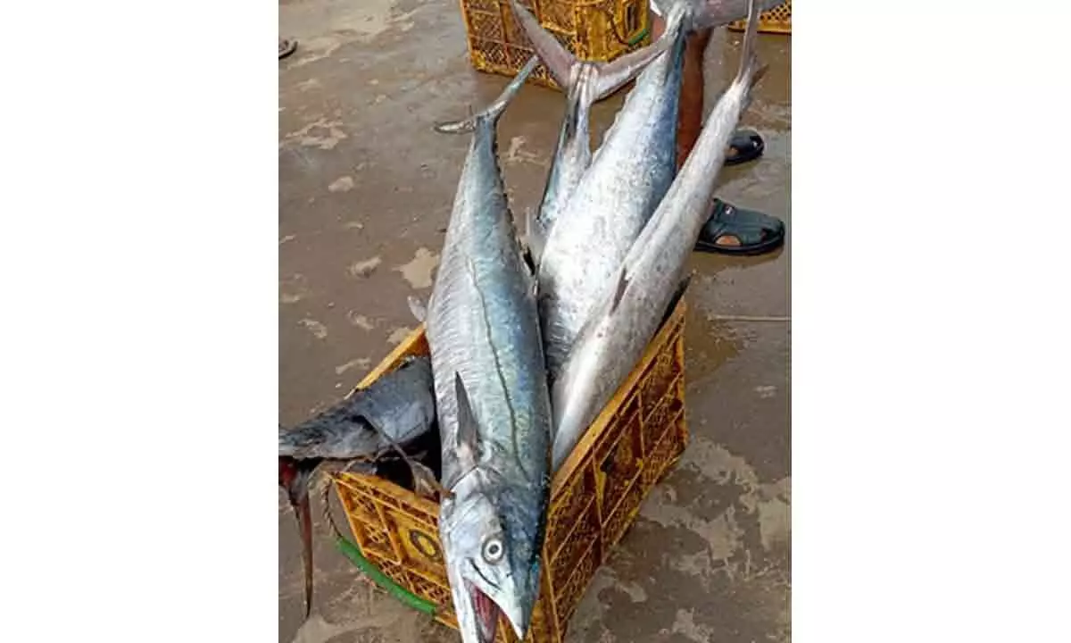 Fisheries crucial for food security and livelihood