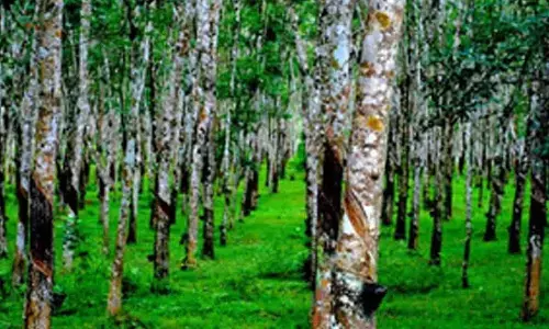 Natural rubber prices hover above intl rates for over 10 years, production rises by 2 pc