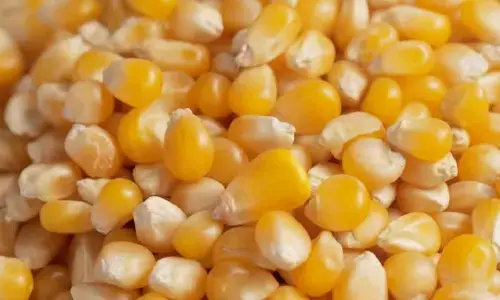 Maize price plummets in Raichur