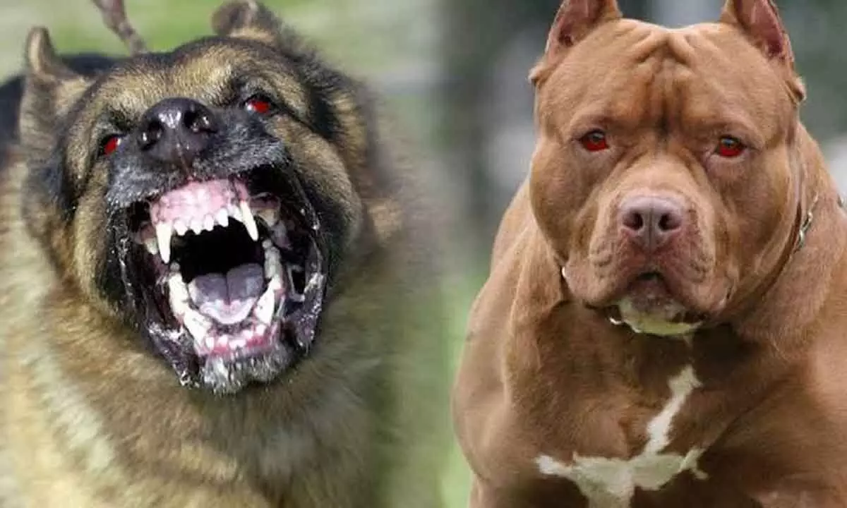 Ban breed of ferocious dogs