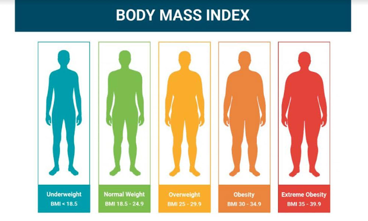 Body Mass Index (BMI) Calculator: All You Need to Know