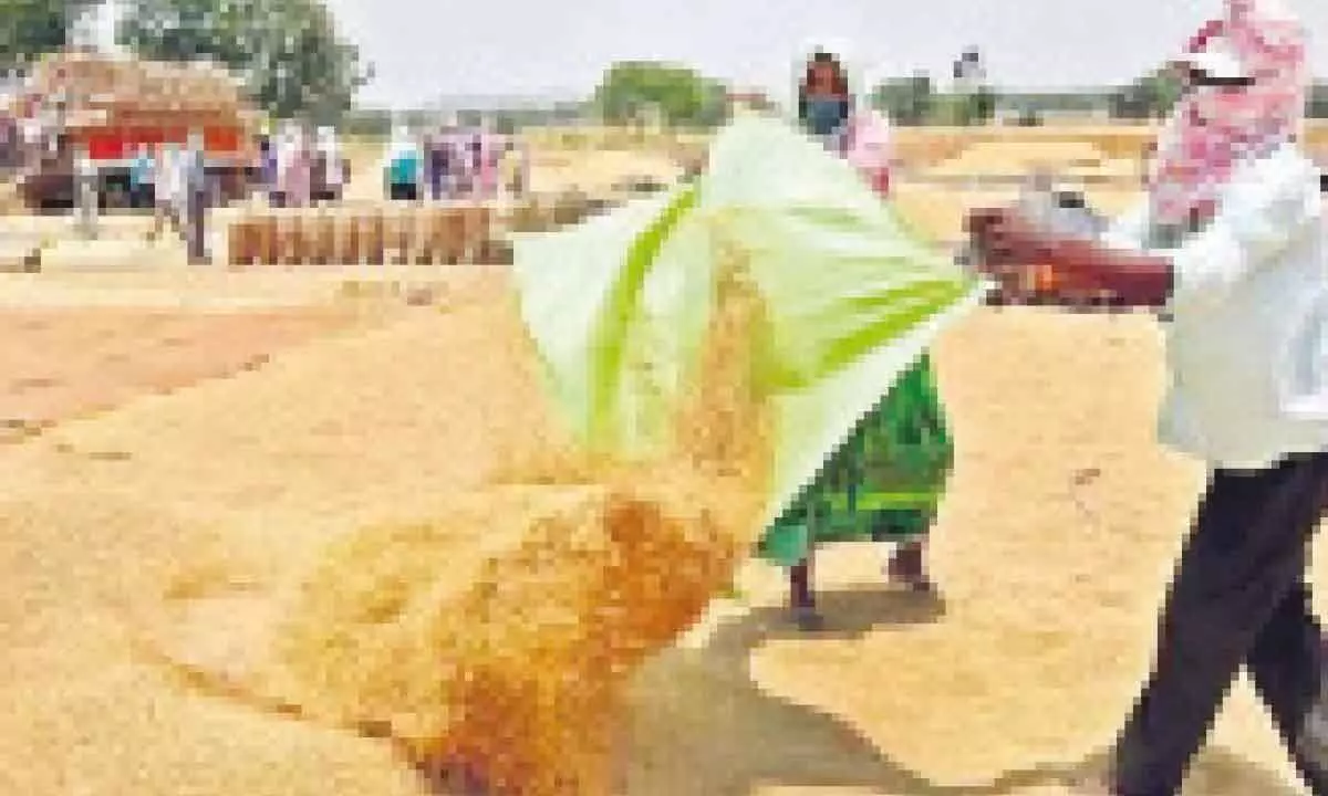Govt reaps a whopping profit of Rs 1.1k cr from paddy sale bidding