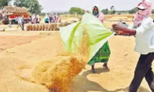 Govt reaps a whopping profit of Rs 1.1k cr from paddy sale bidding